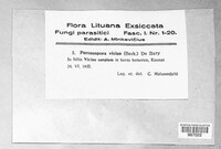 Peronospora viciae image